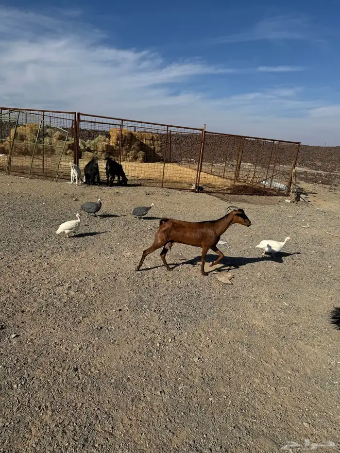 عنزين جنوبيات 0