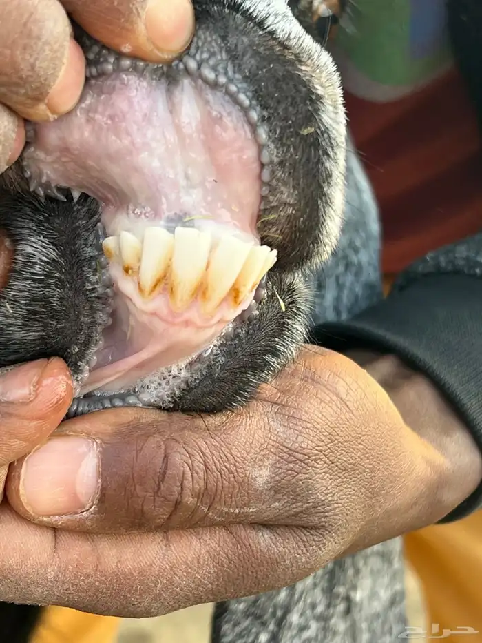 معزا عوارض 4