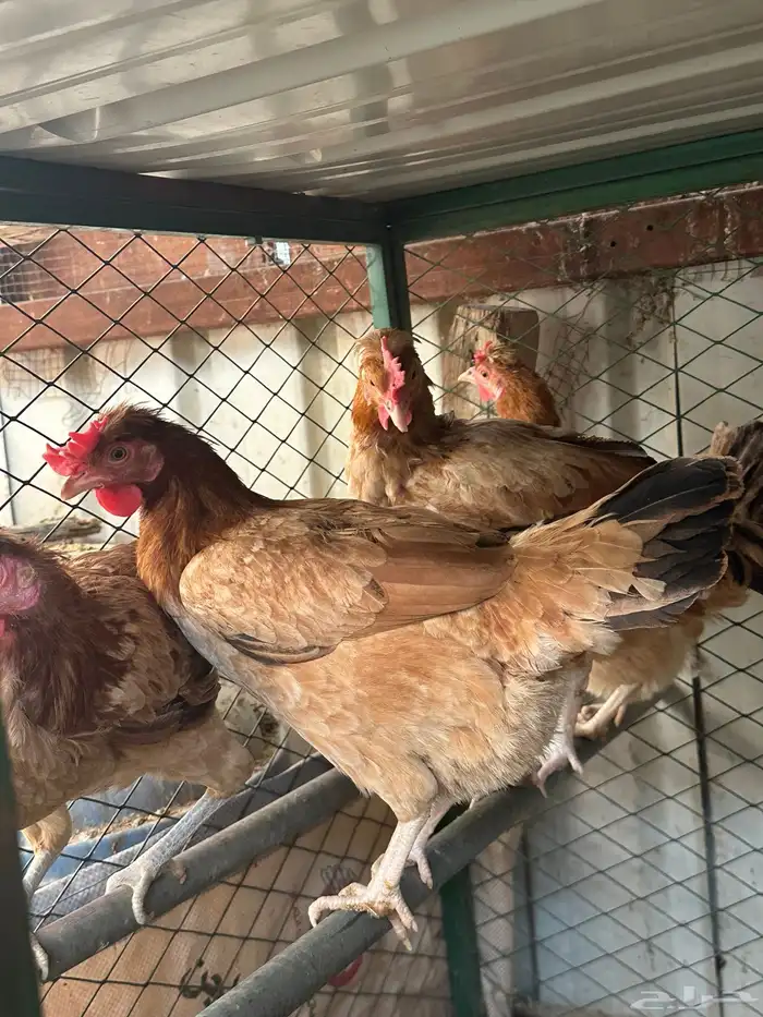 دجاج بلدي للبيع 1