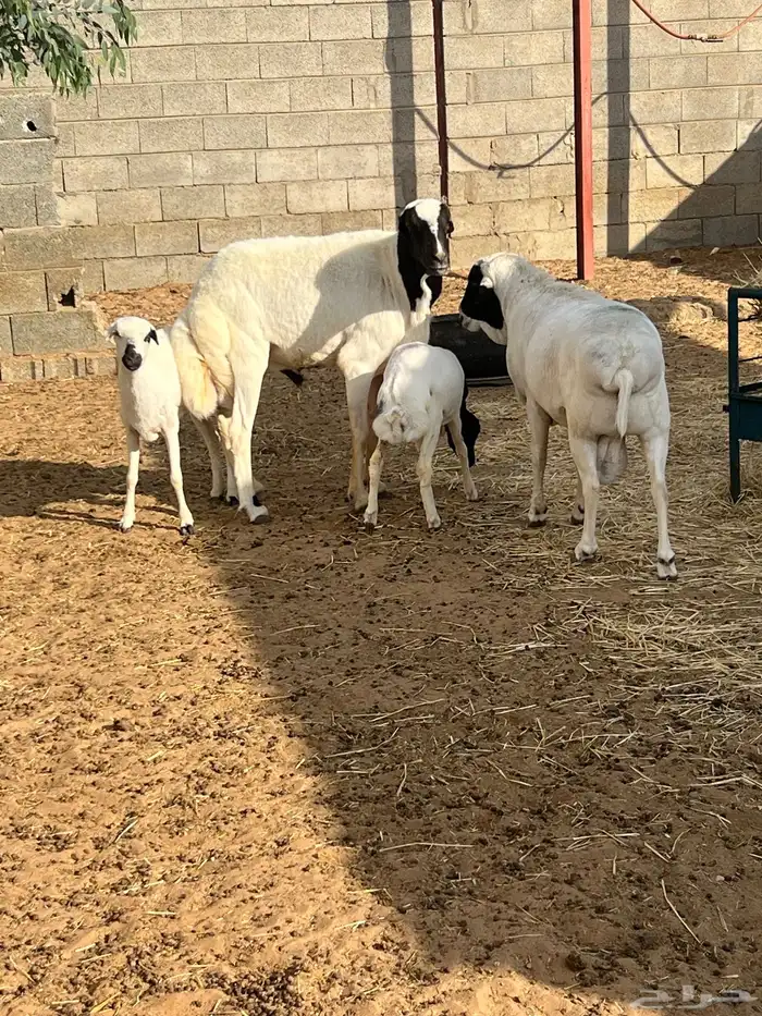 رفيدي فحل خروف 2