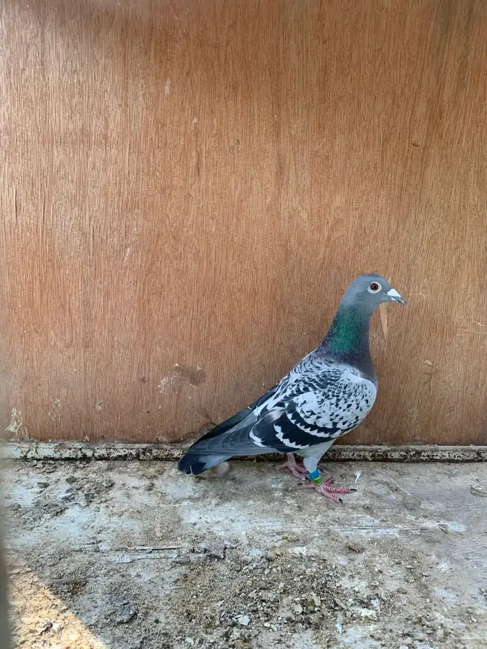 للبيع حمام زاجل 1