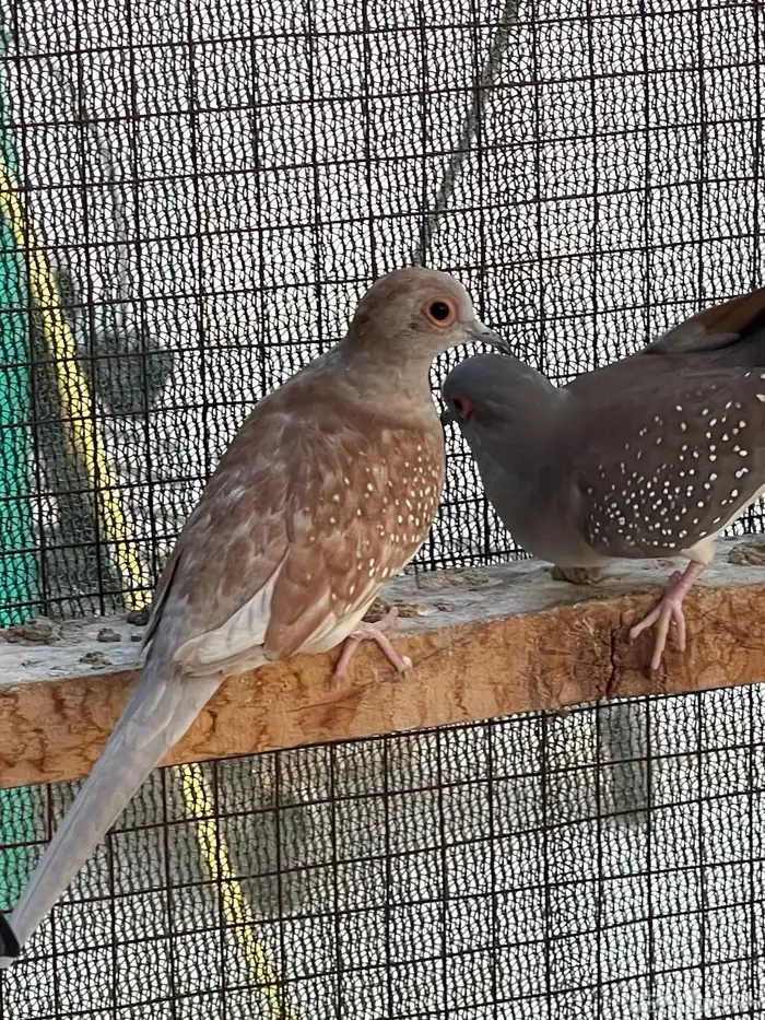 حمام يمام ماسي ملكي 27