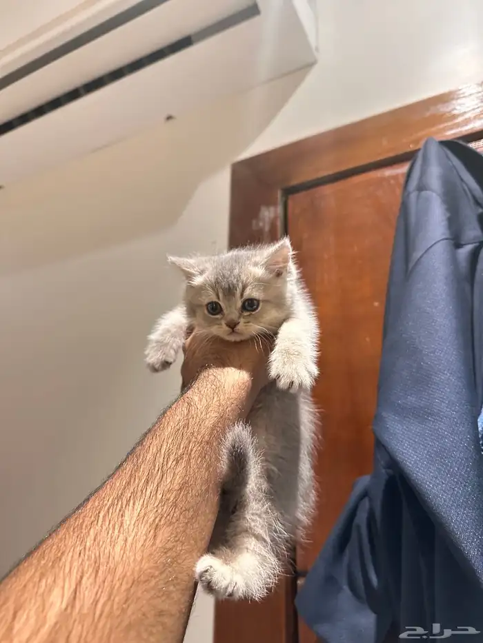 سكوتش استريت 1