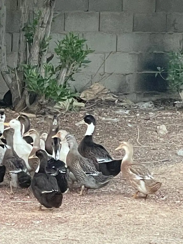 بط شرشيري العمر شهرين 5