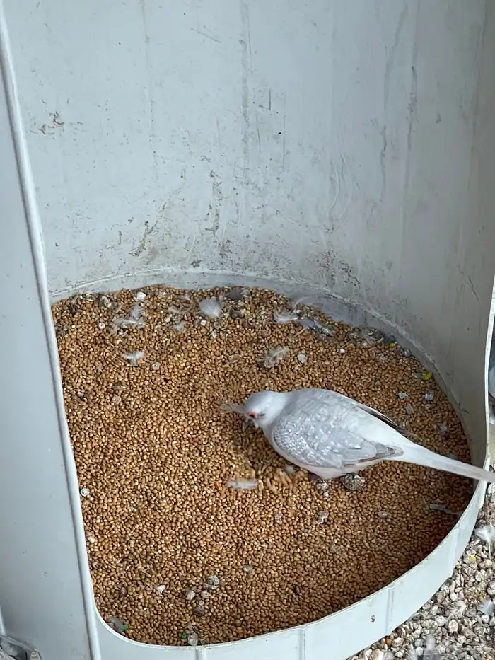 حمام يمام ماسي ملكي 36