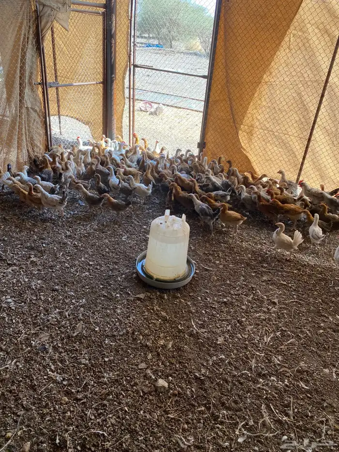 صوص بلدي عمر شهرين 1