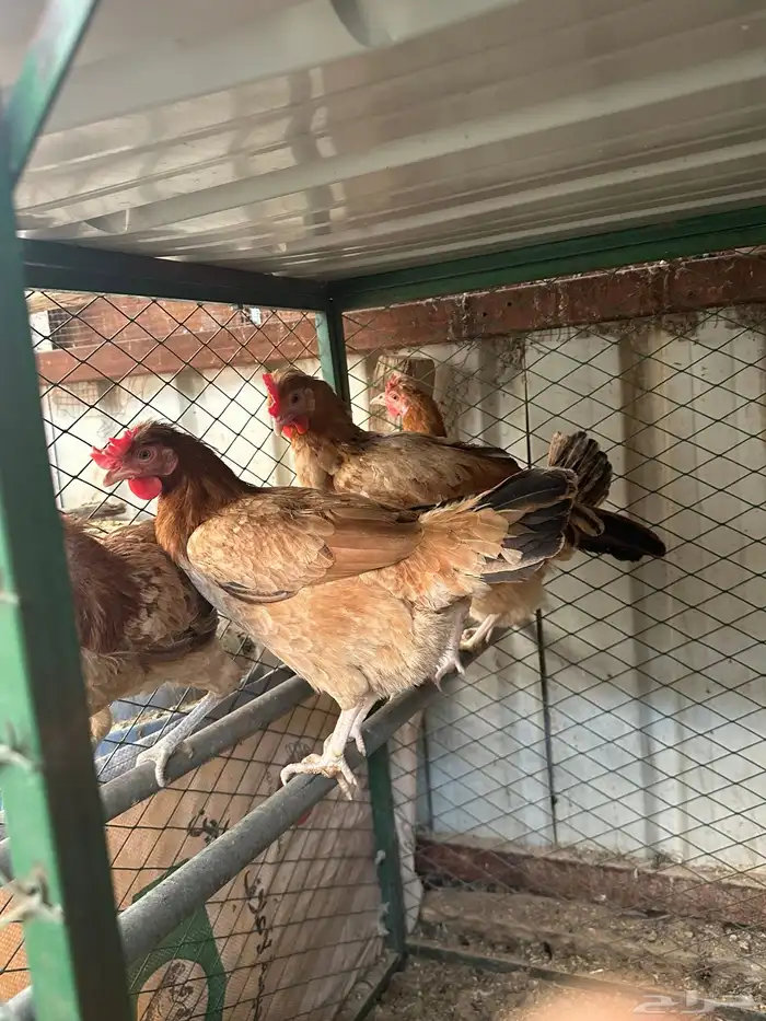 دجاج بلدي للبيع 2