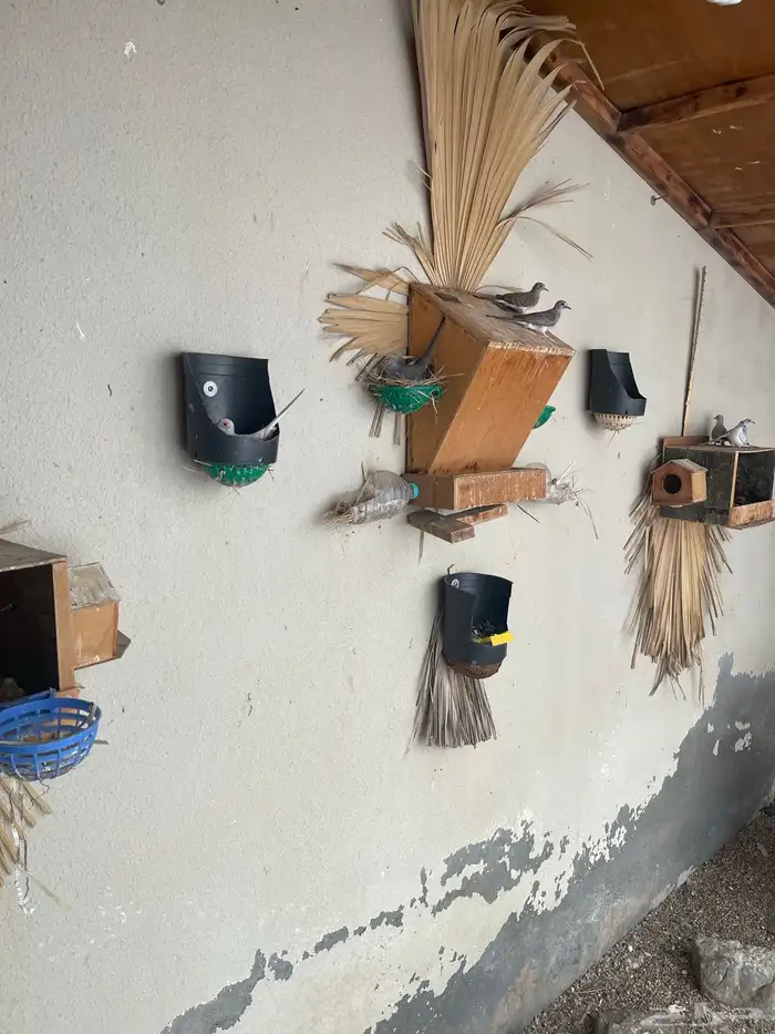 حمام يمام ماسي ملكي 8