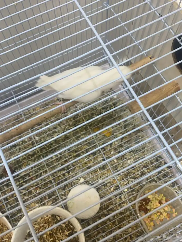 زوج روز منتج 3