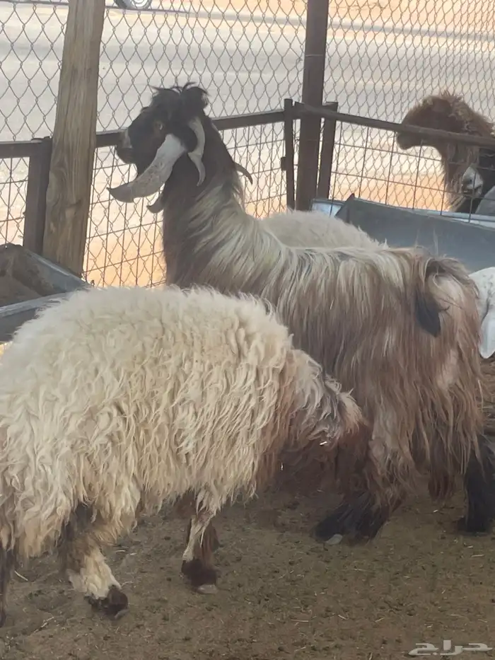 فحل ثني عارضي اصفر 1