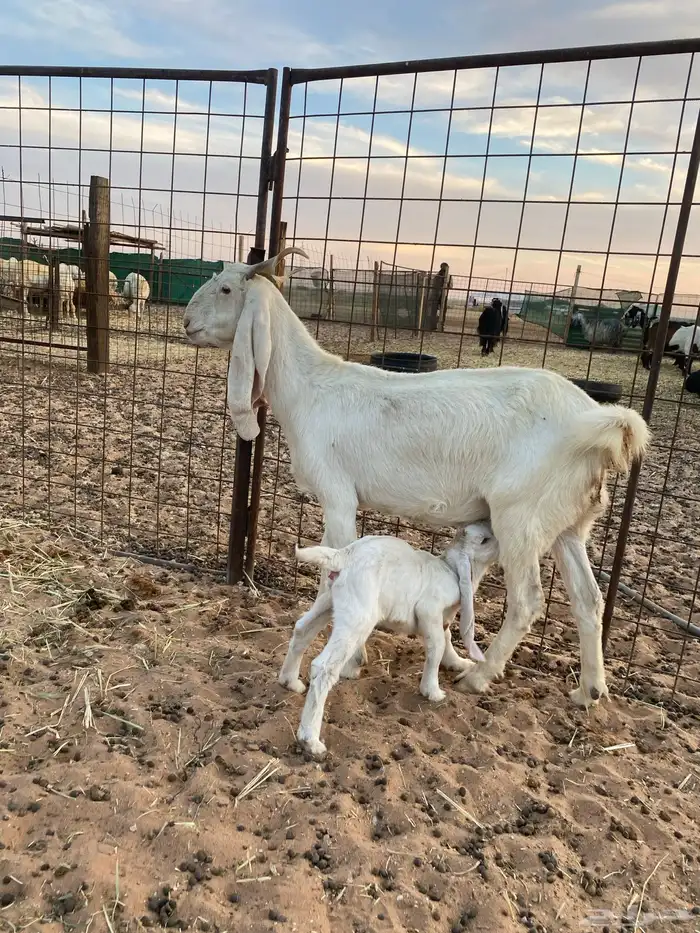 عنز رباع والد تحتها جفرة 0