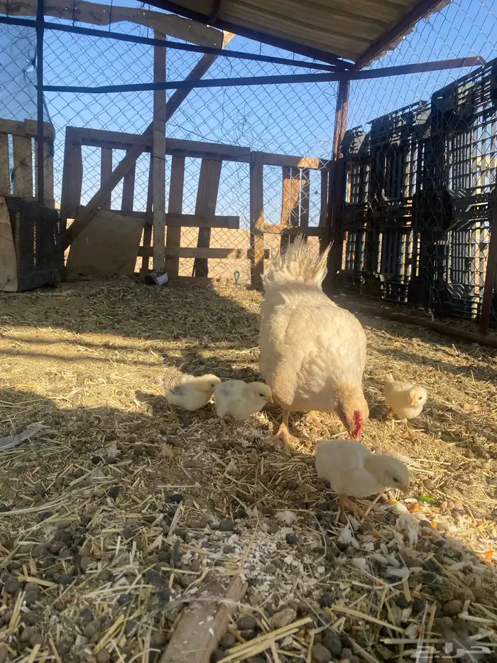 للبيع عليه 4فروخ بلدي 1