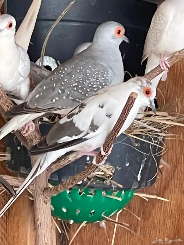 حمام يمام ماسي ملكي 32