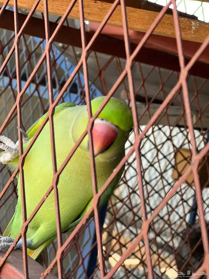 للبيع زوج درة ذكر و انثى 4