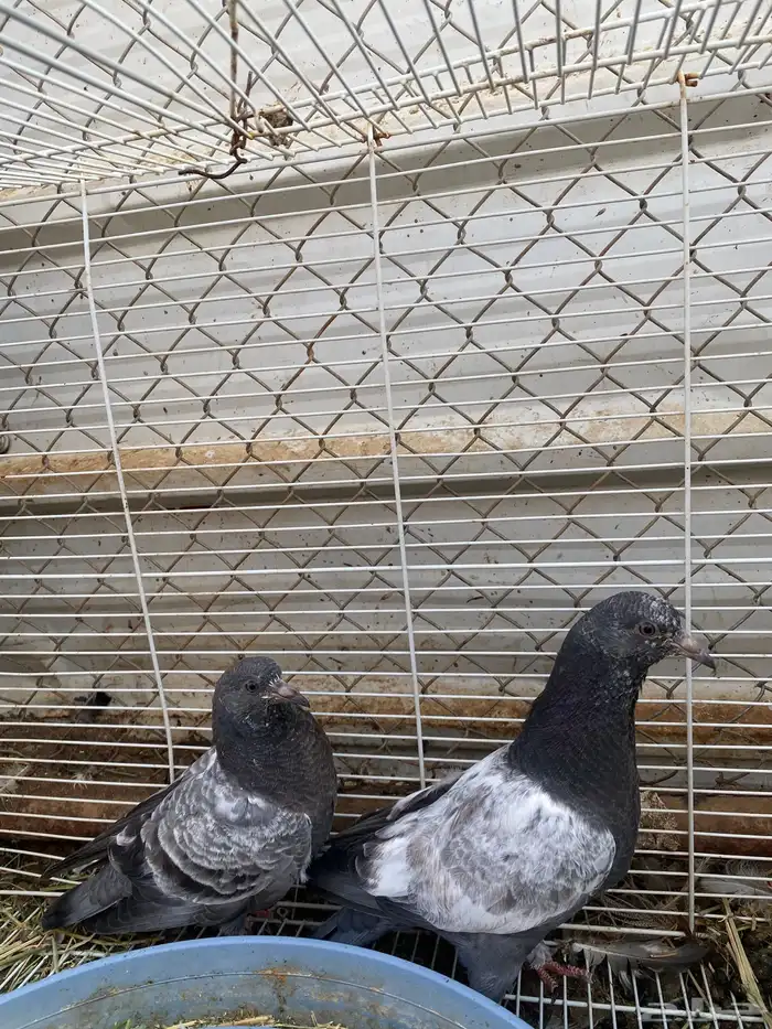 حمام باكستاني 4