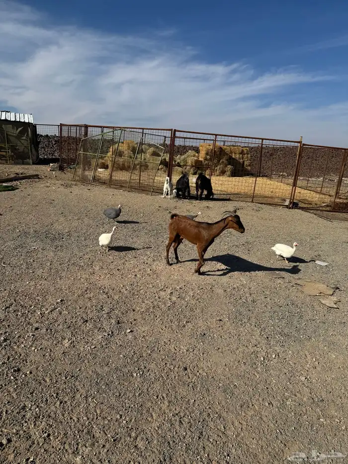 عنزين جنوبيات 1