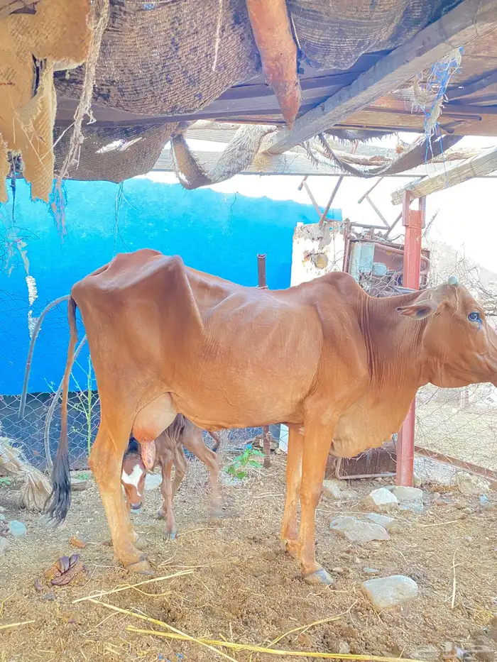 بقرة مطفل تحتها حسيلة للبيع 0