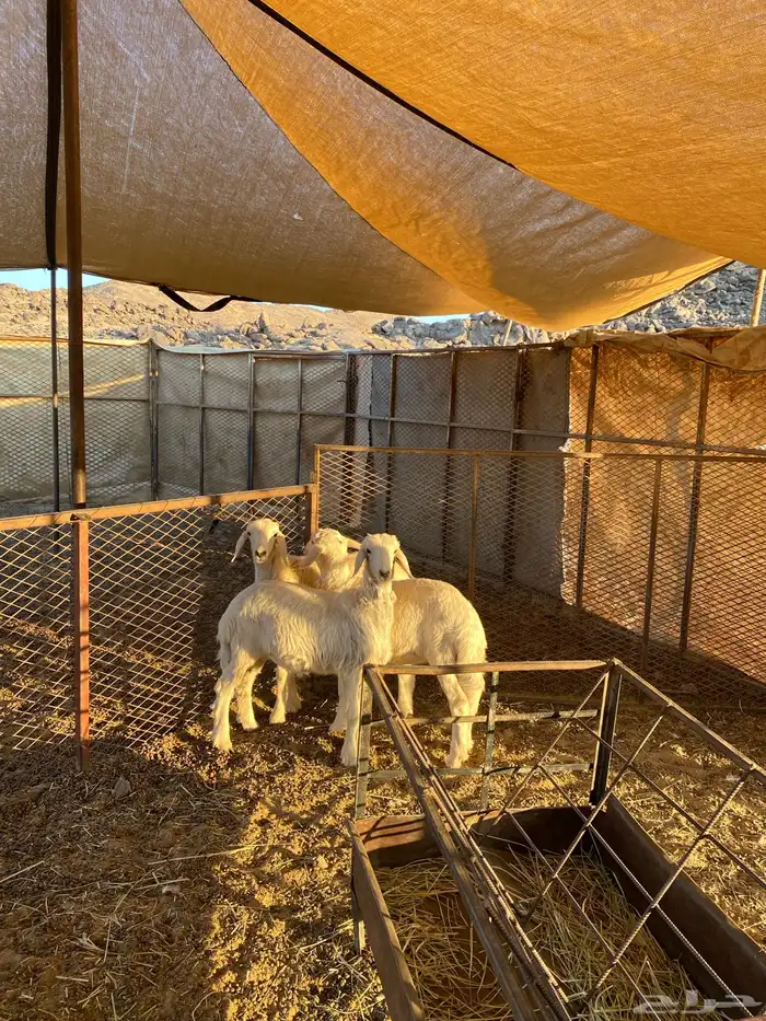 رخال سمان وزينه اعمارها 3شهور عددها 3نضيفه وشرط 0