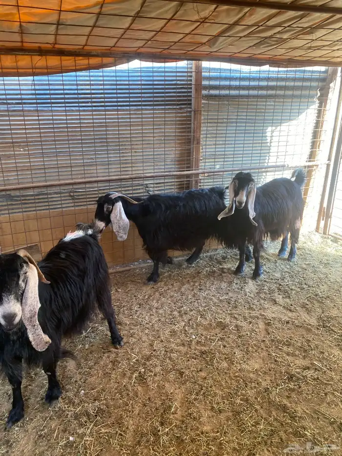 ماعز عارضيات 3 2