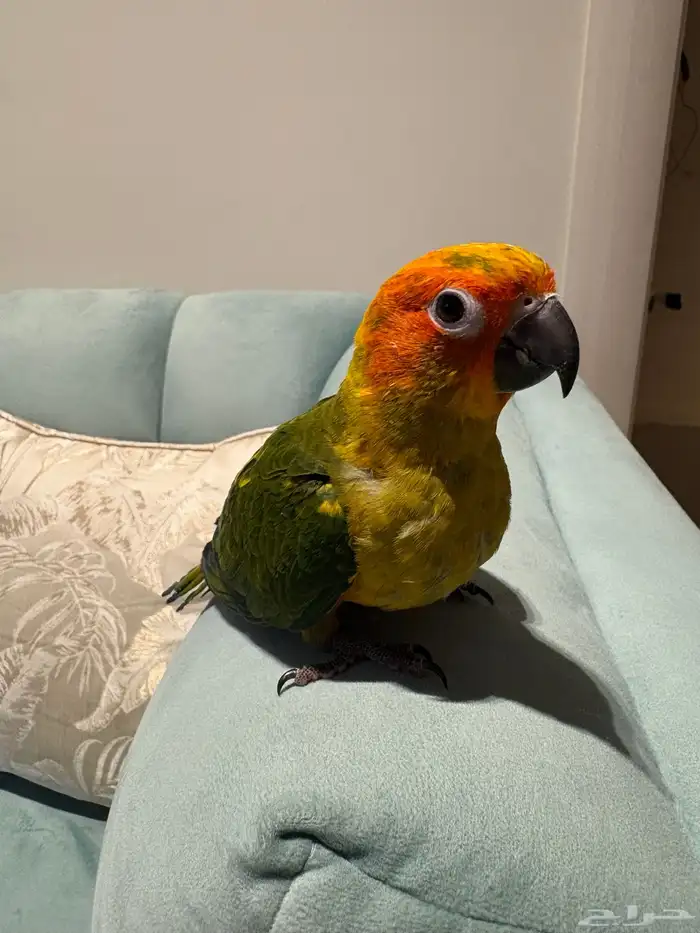 فرخ صن كنيور نهاية غر 2