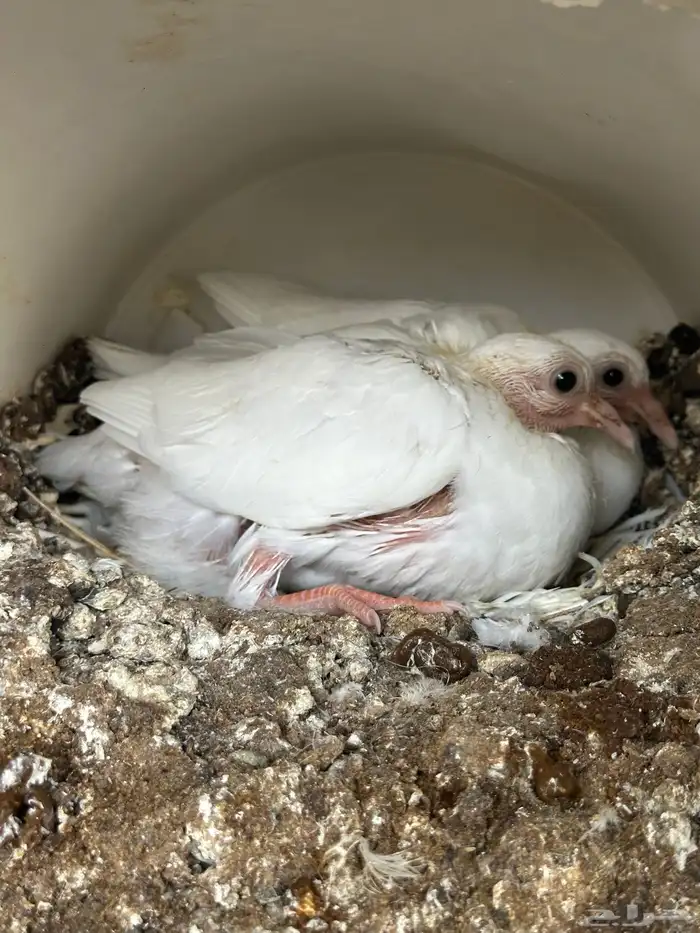 7 اجواز فراخة لاحم فرنسي ( تم البيع ) 2