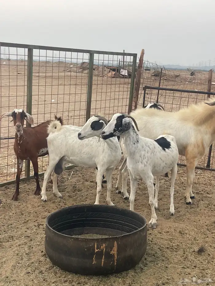 معزا جنوبيات دفيع مراح منوة القاني تبارك الرحمن تم البيع 4