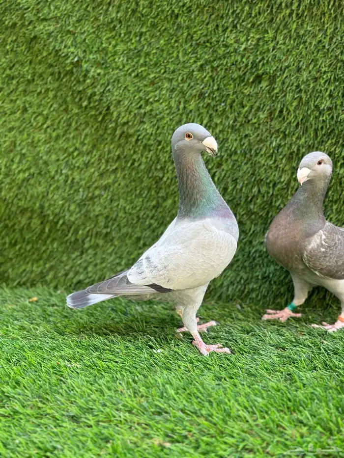 للبيع حمام هومر 2