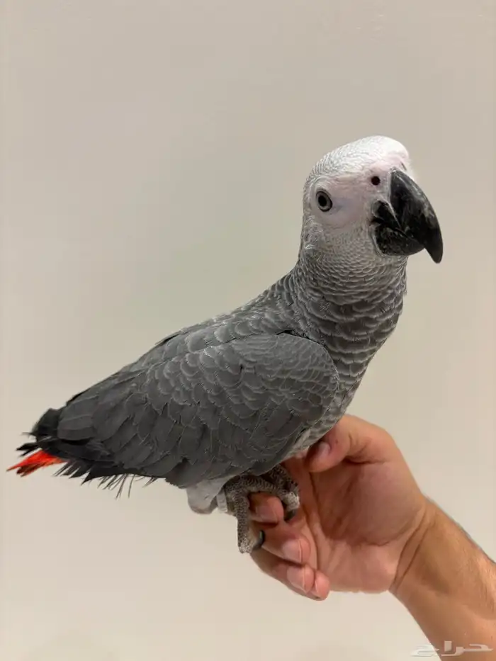 بغبغان كاسكو سوبر جامبو أليف وهدد وبداية كلام 2