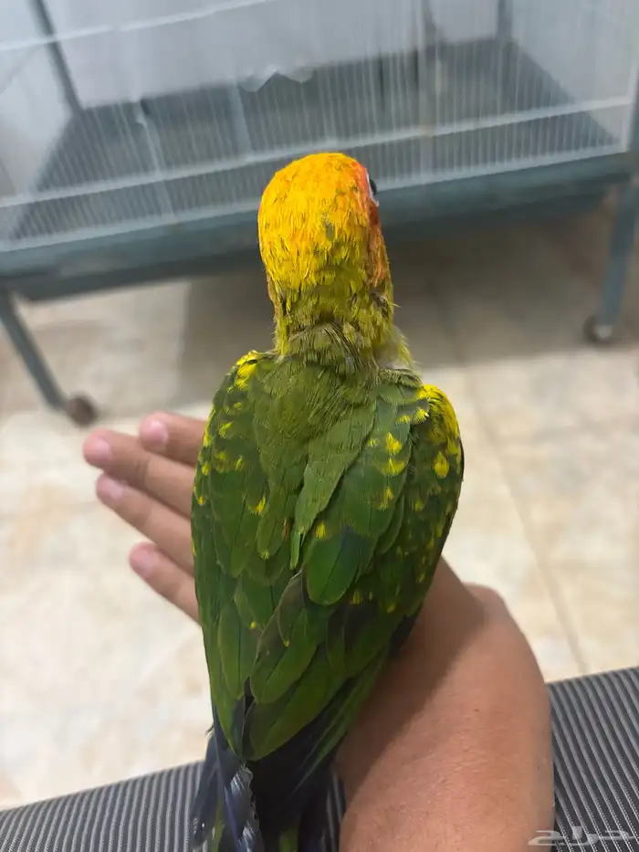 صن كنيور فرخ 1