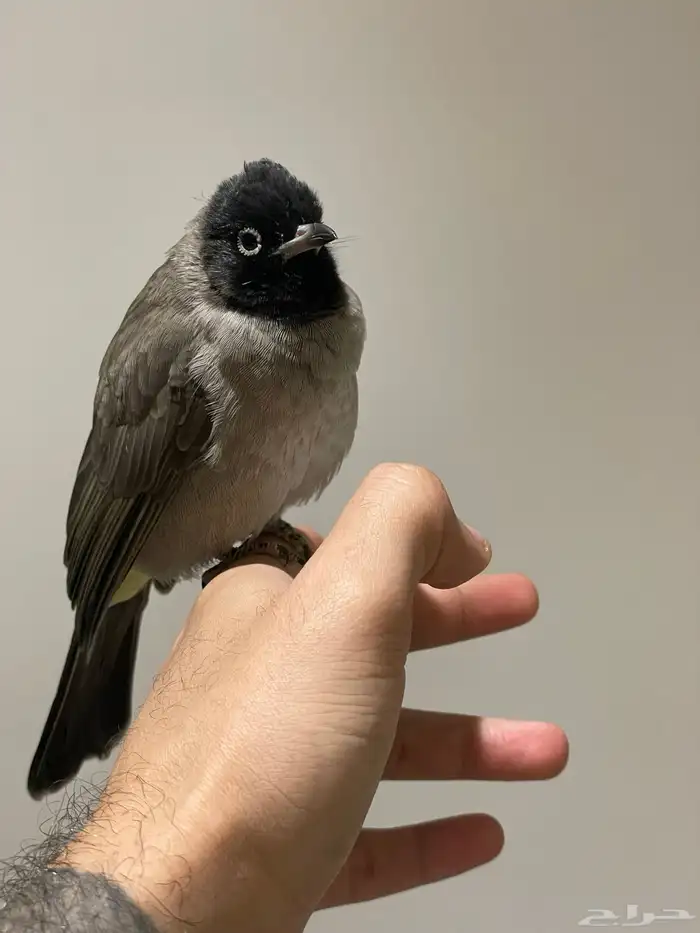 بلبل ذكر سوري 2