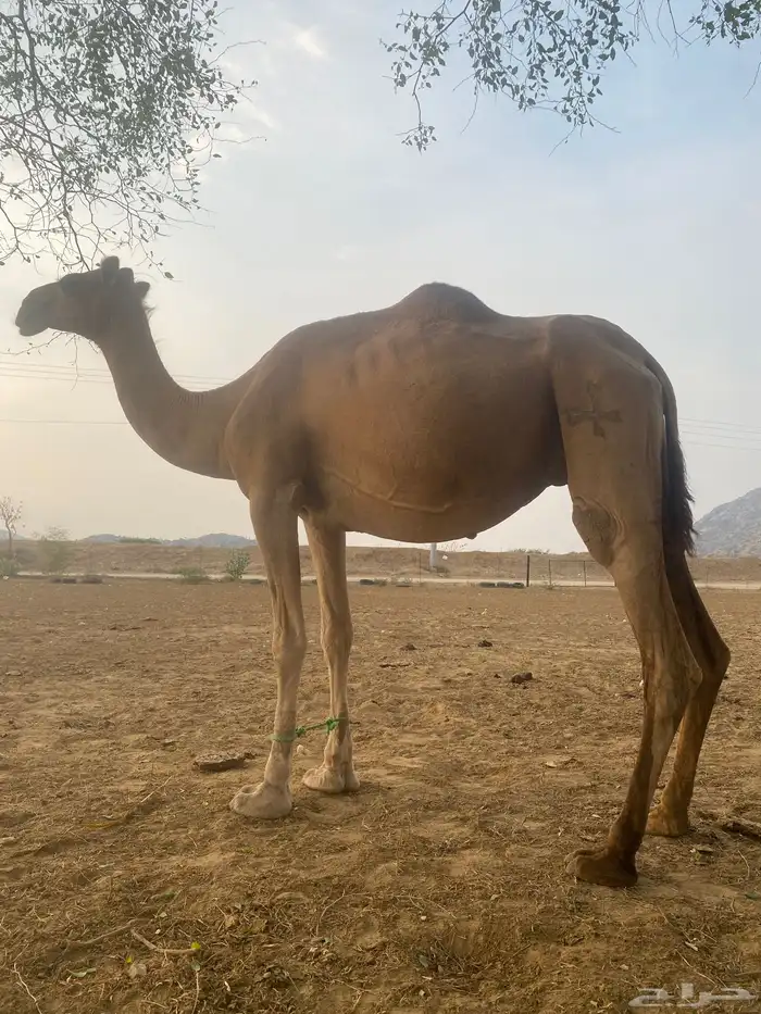 ناقه للبيع. السن. سداس ع وشك ولاده. باقي لها اقل من اسبوع 2