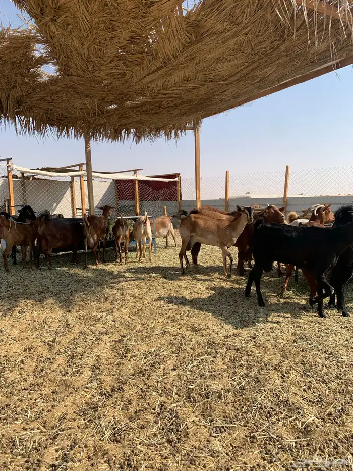 ماعز جنوبي منوة القاني 5