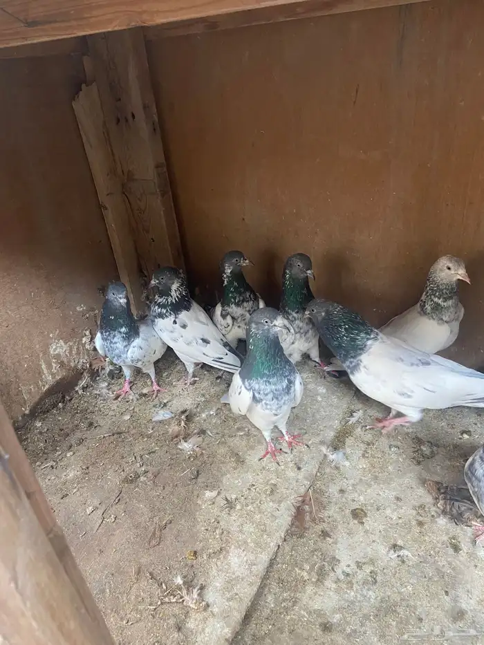 الاحساء الهفوف 0