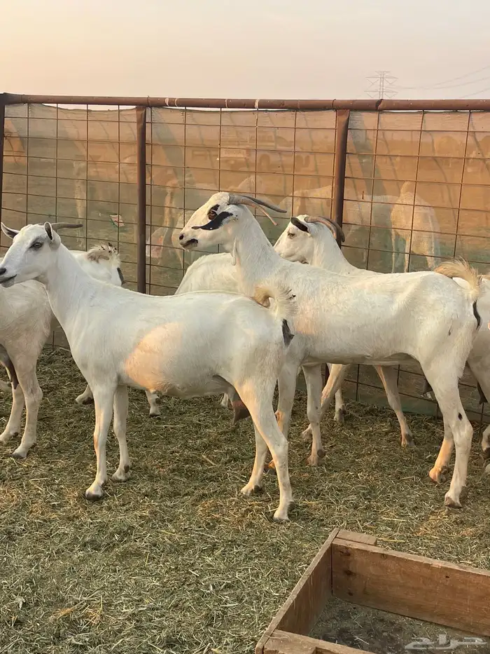 معزا بيشيات صنف ولد شي فاخررر من الاخر منوة القاني تم البيع 3