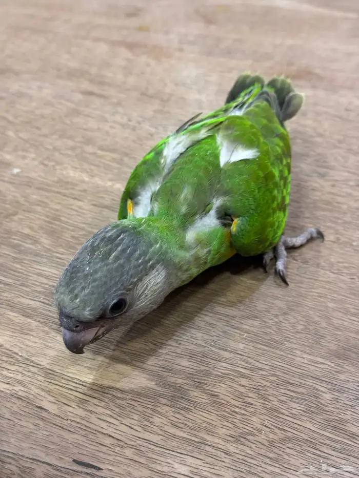 فرخ سنغالي يويو (((تم البيع))) 0