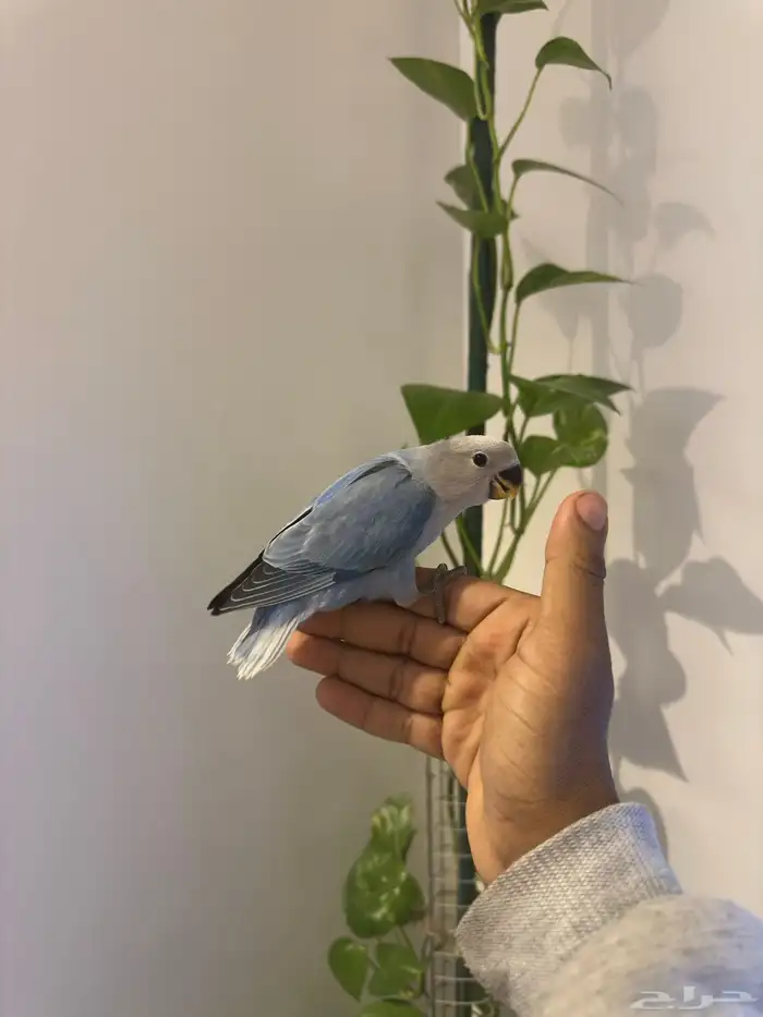 روز اليف وهدد نشبه شرط 1