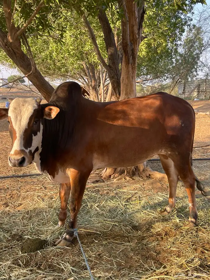 جنوب صامطه 1