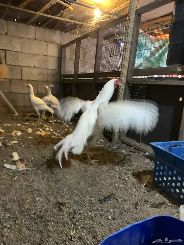 ديك شامو ماشاالله تبارك الرحمن 3