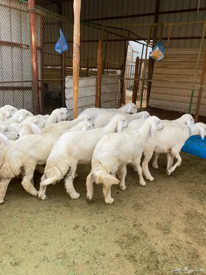 بهم حريات فاخرة 1