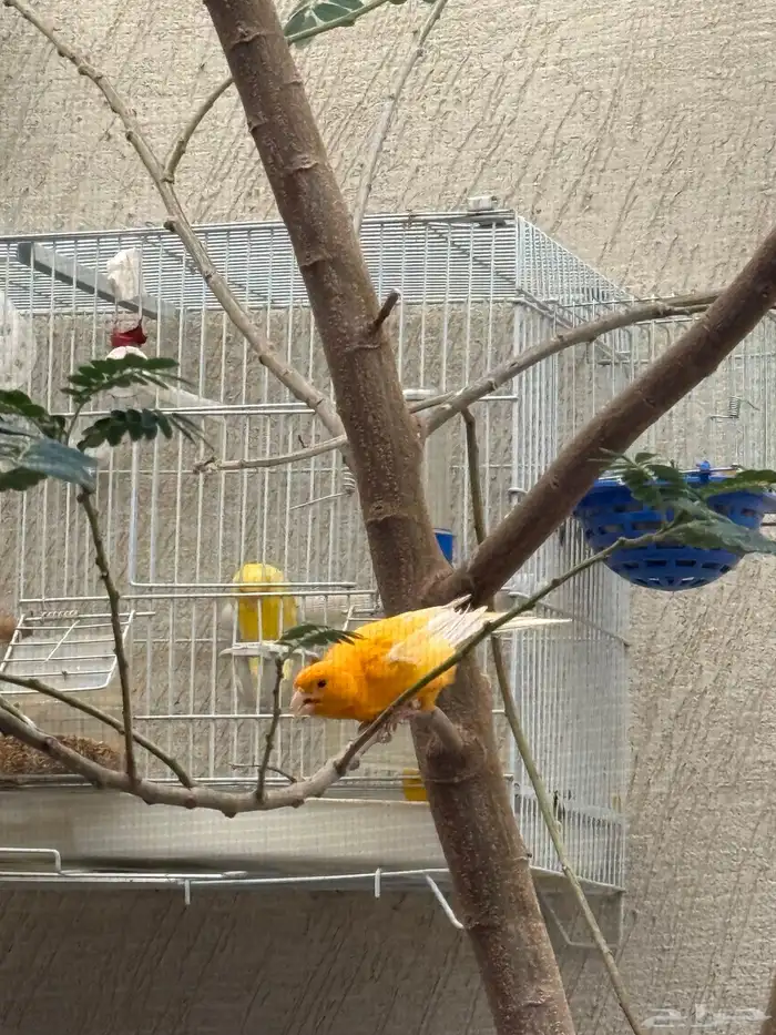 للبيع كناري ذكر العدد 2 0