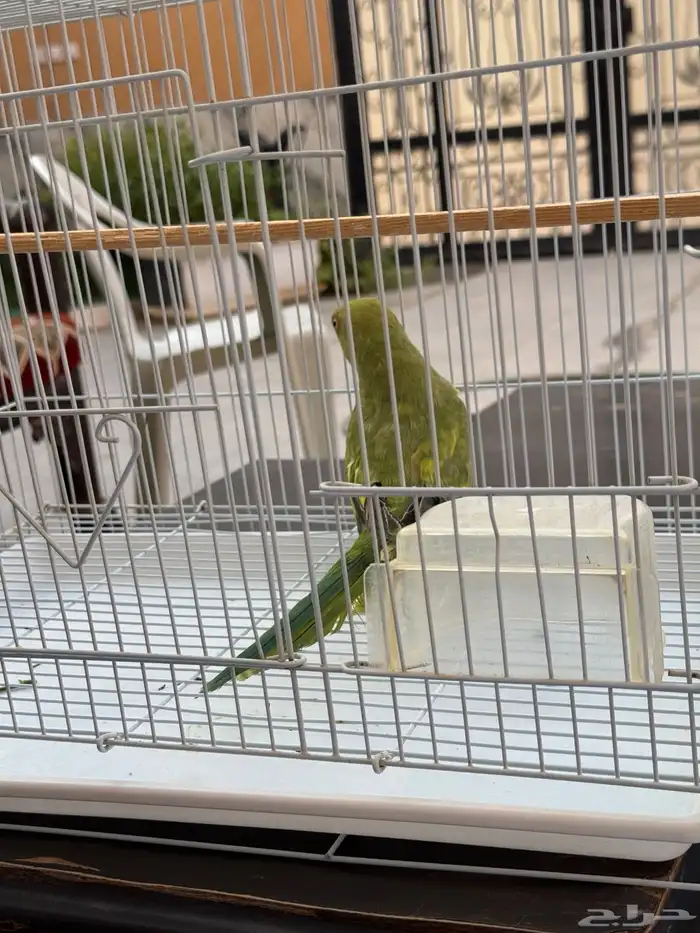 دره انثى للبيع 3