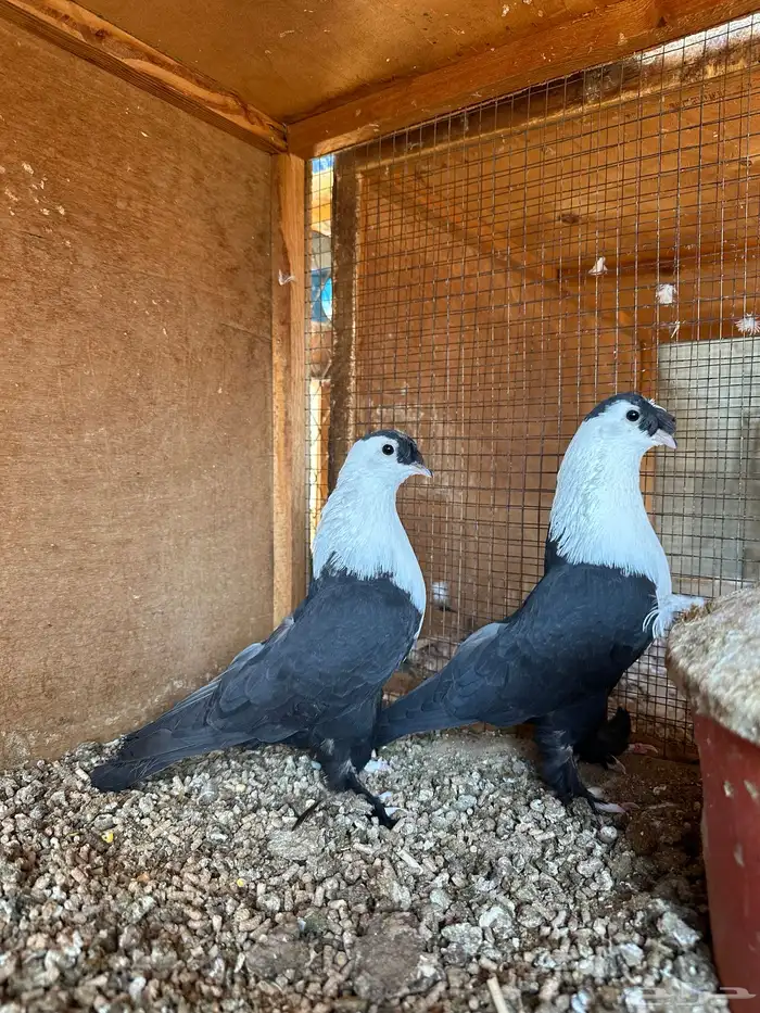 جوز لبناني اسود بفروخه 0