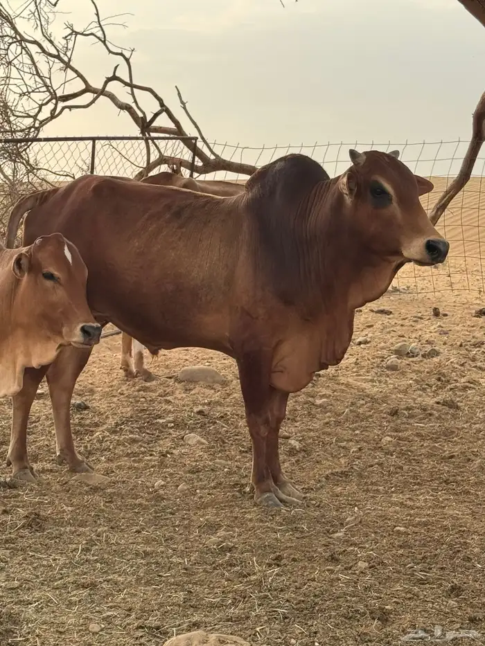 ثور بلدي مشروط هادي عمره سنتين وزود ماشاء الله 0