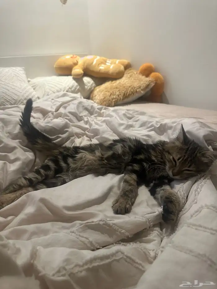 قطة أنثى خجوله ولعوبه 3