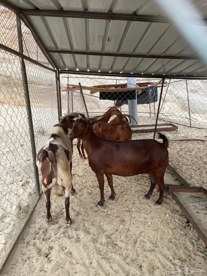 الموقع (ثلوث المنظر) 2