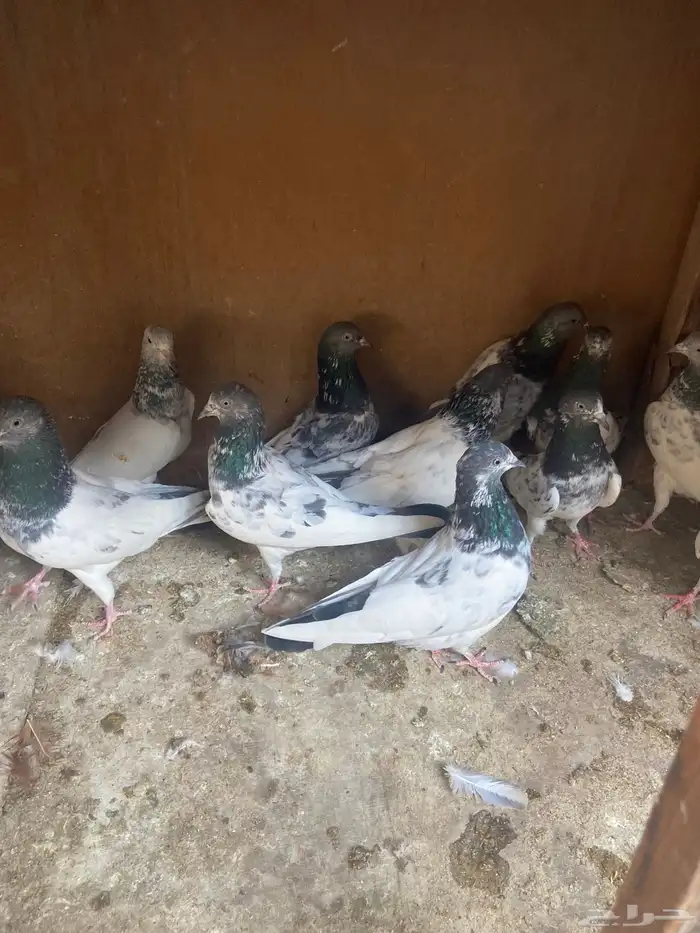 الاحساء الهفوف 1