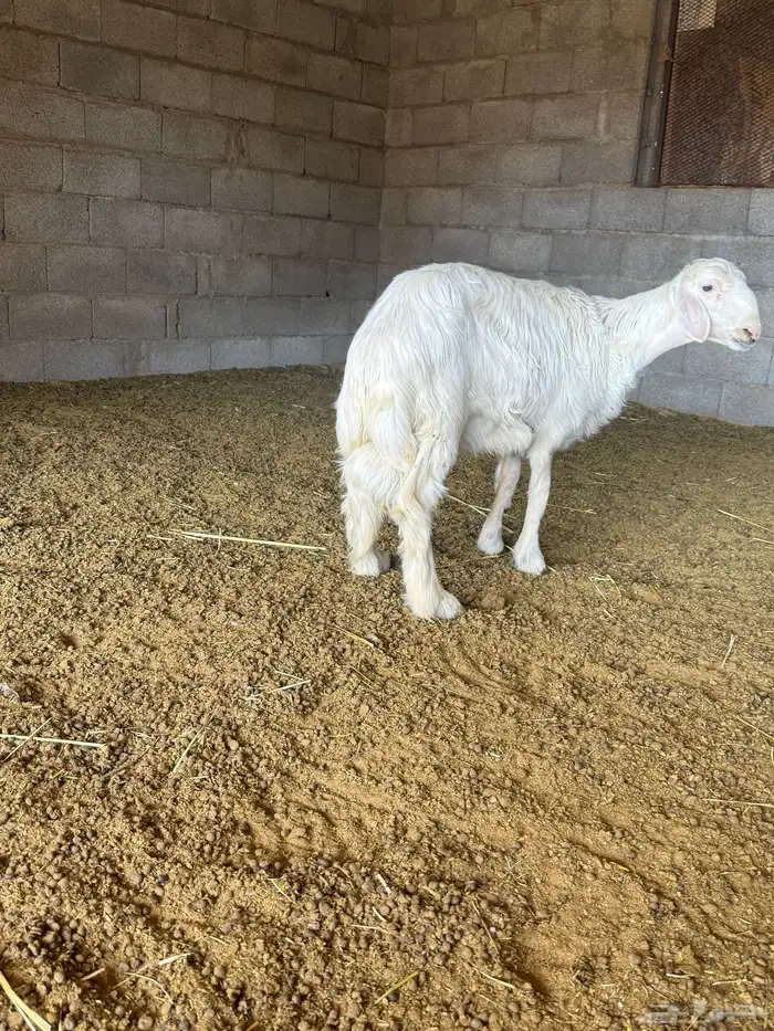 خروف عمره ست شهور 1