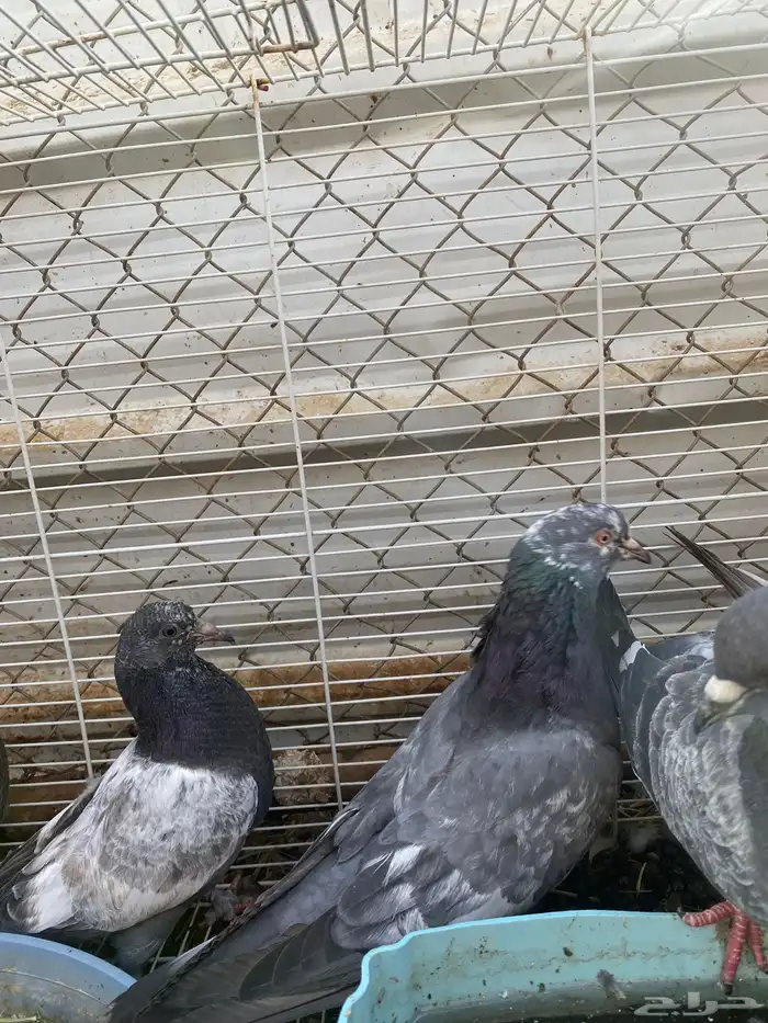 حمام باكستاني 3