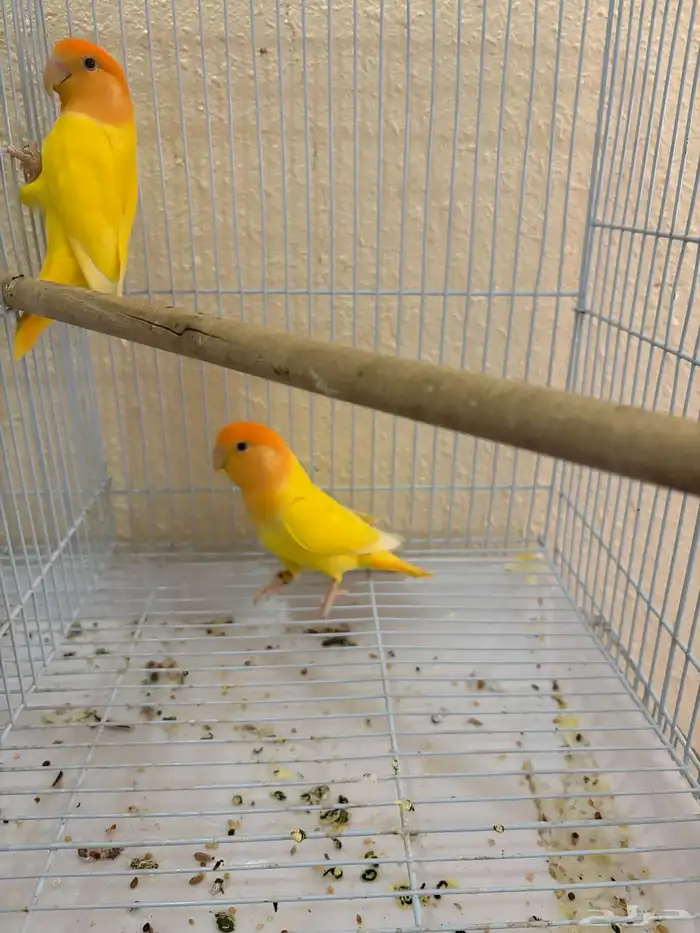 روز رد اوبلاين اورنج منتج 0