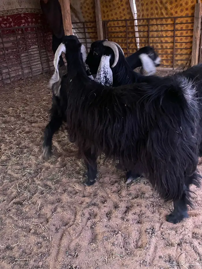 معزا عوارض 1